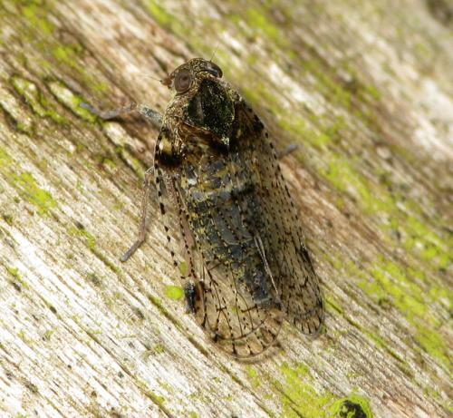 Cixius nervosus