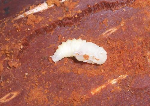 Ceruchus chrysomelinus