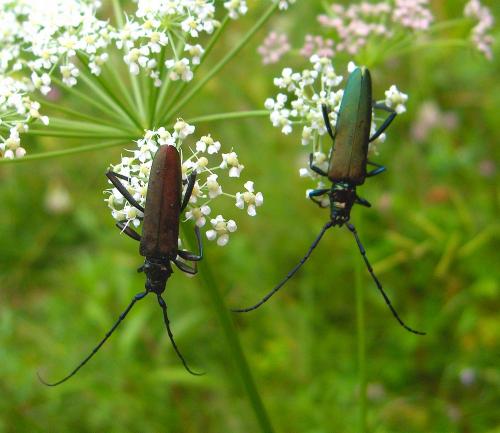 Réf. 35 798 : Aromia moschata