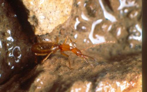 Aphaenops giraudi giraudi