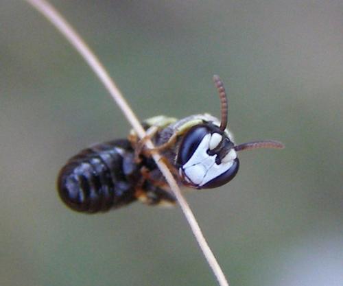 Hylaeus sp.