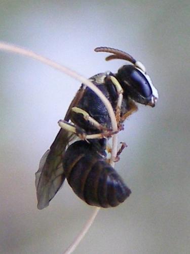 Réf. 35 602 : Hylaeus sp.
