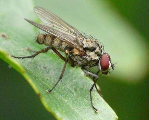 Hylemya nigrimana