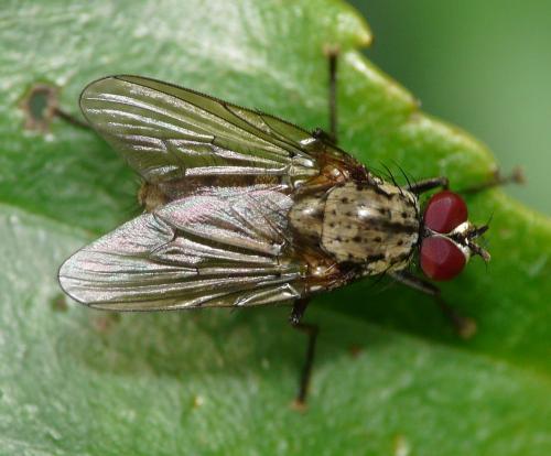 Hylemya nigrimana