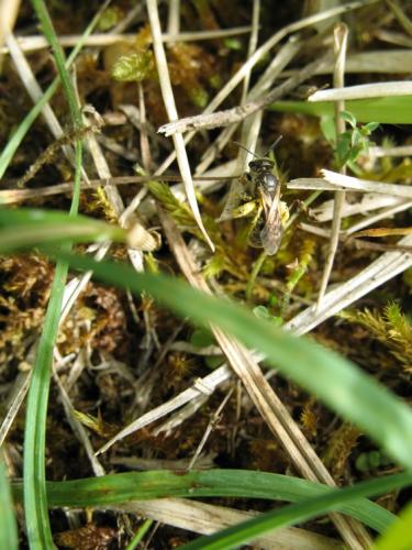 Lasioglossum sp.
