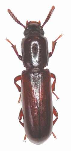 Réf. 35 947 : Corticeus unicolor