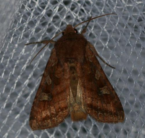 Réf. 35 153 : Lacanobia splendens