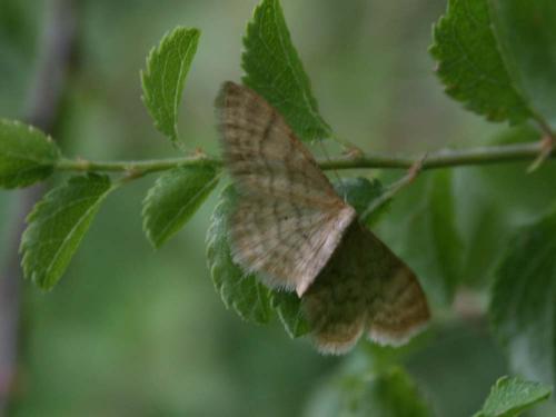 Réf. 35 215 : Idaea fuscovenosa