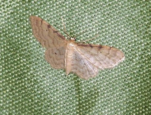 Idaea fuscovenosa