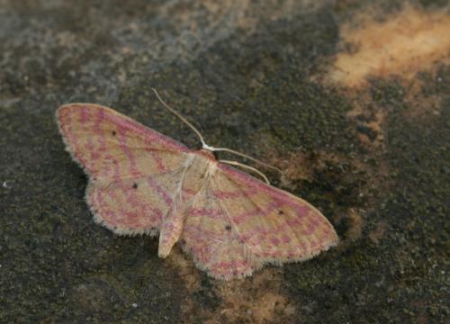 Idaea rhodogrammaria