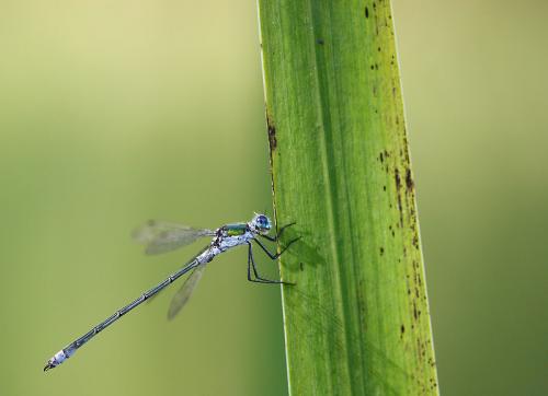 Lestes sp.