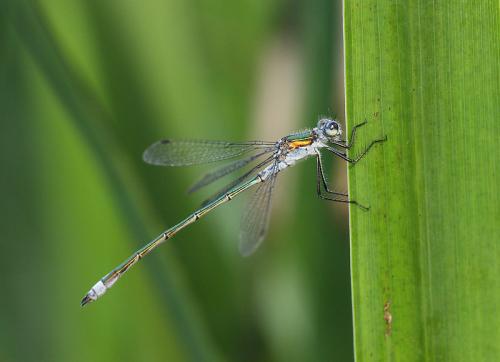 Réf. 35 400 : Lestes sp.