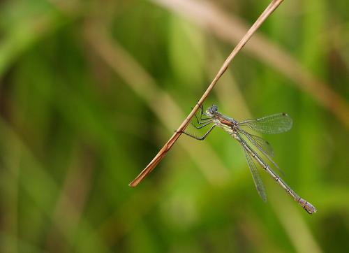 Lestes sponsa