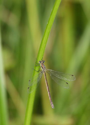 Réf. 35 403 : Lestes sponsa