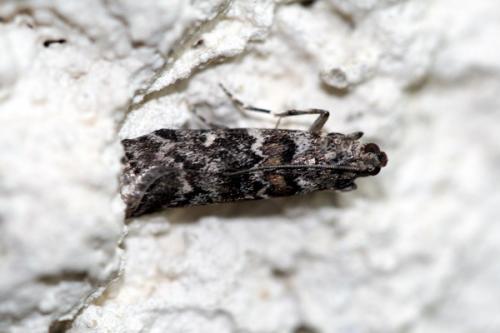 Dioryctria abietella