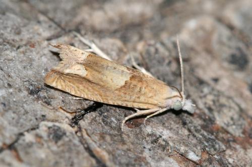 Réf. 35 500 : Eucosma conterminana