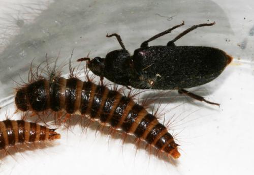 Réf. 35 921 : Dermestes sp.