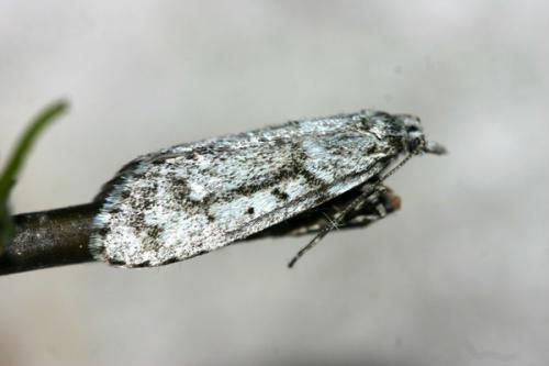 Diurnea fagella