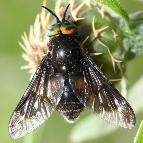 Réf. 35 850 : Chrysops caecutiens