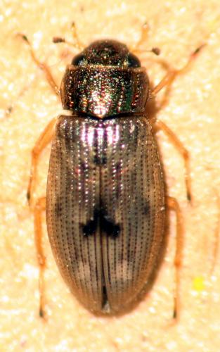 Helophorus sp.
