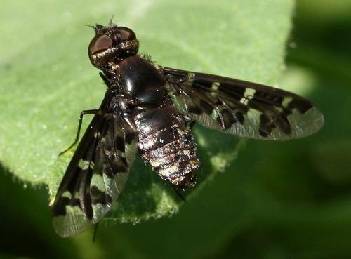 Réf. 35 438 : Exoprosopa jacchus