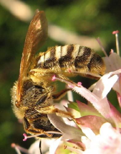Halictus scabiosae