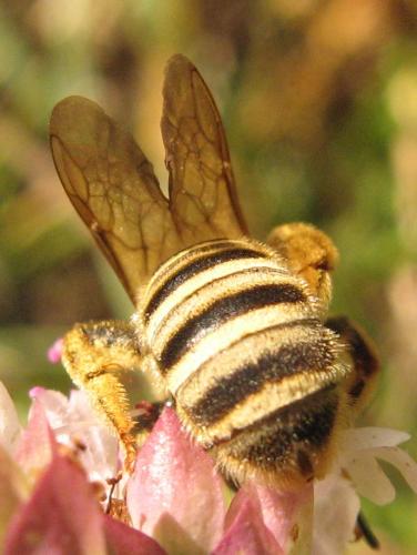 Réf. 35 637 : Halictus scabiosae