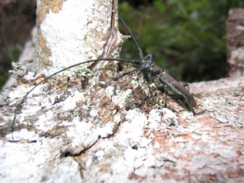 Monochamus sartor