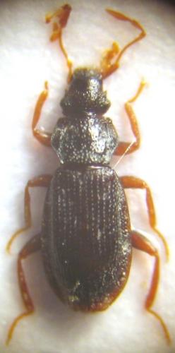 Hydraena sp.