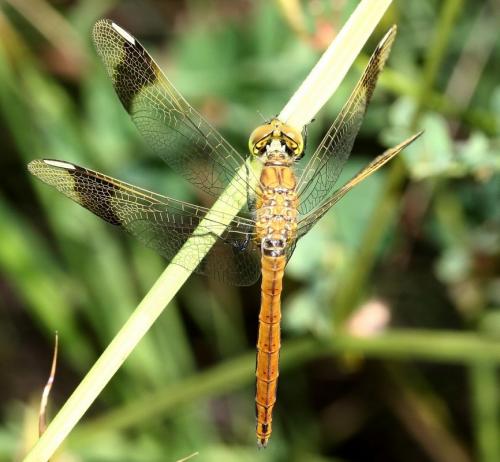 Réf. 35 209 : Sympetrum pedemontanum