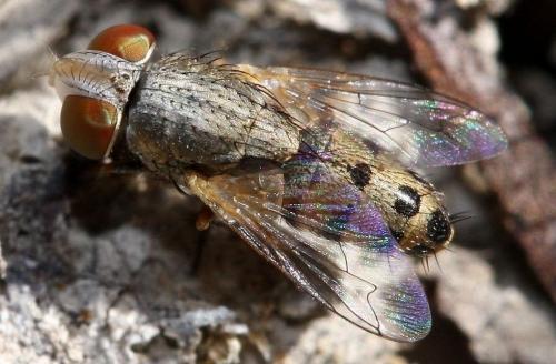 Apodacra dispar