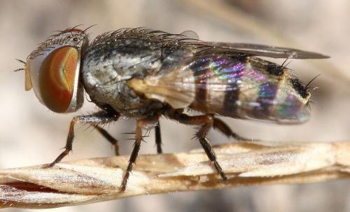 Apodacra dispar