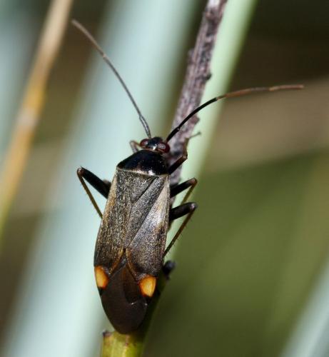Réf. 35 723 : Adelphocoris seticornis