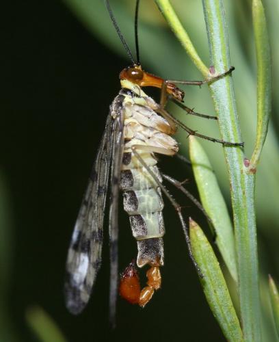 Panorpa cognata