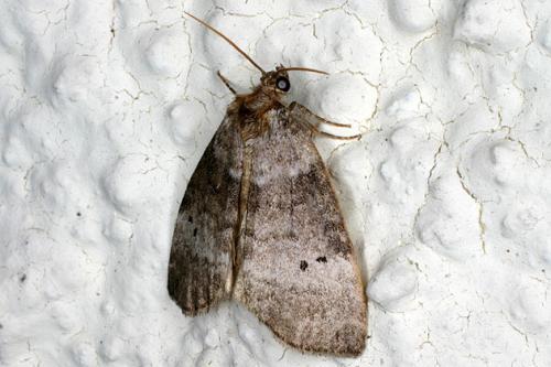 Réf. 35 100 : Ochropacha duplaris
