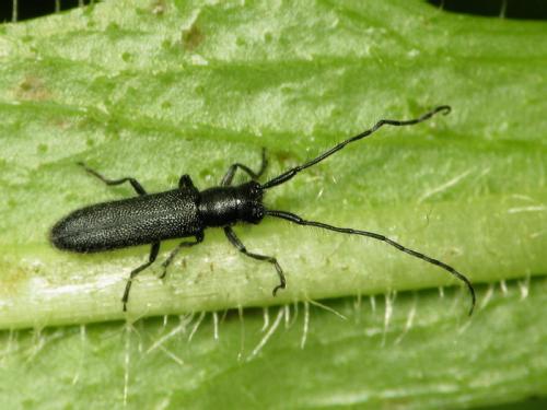 Agapanthia sp.