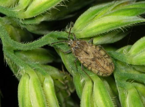Tingis pilosa