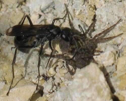 Priocnemis propinqua