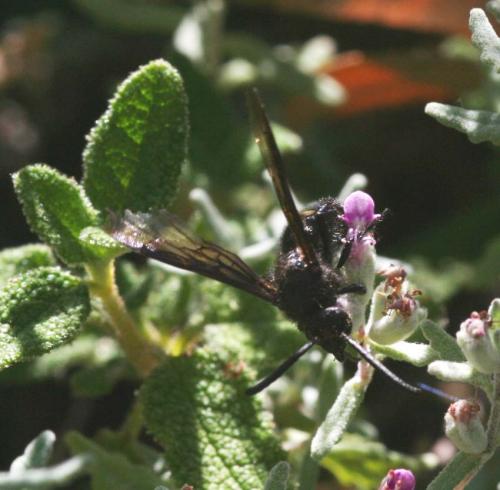Scolia carbonaria