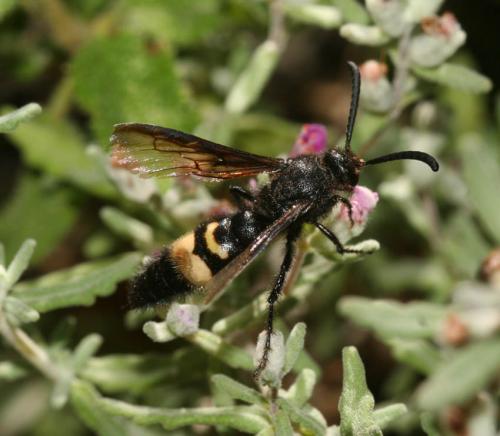 Réf. 35 975 : Scolia carbonaria