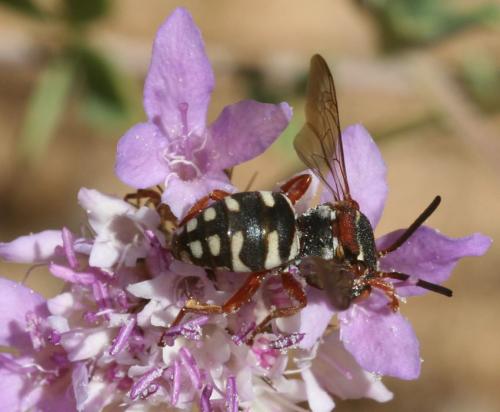 Epeolus julliani