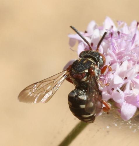 Epeolus julliani