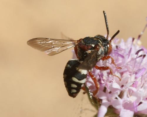 Réf. 35 121 : Epeolus julliani