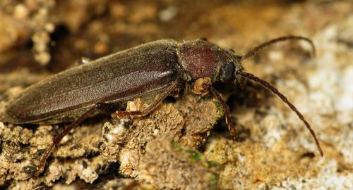 Réf. 35 061 : Arhopalus rusticus