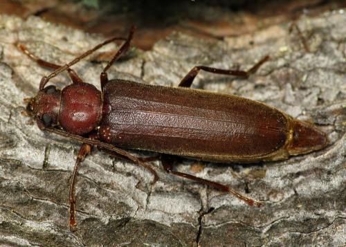 Réf. 35 062 : Arhopalus rusticus
