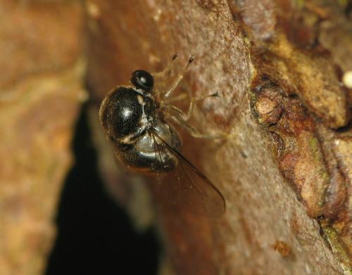 Acrocera orbiculus