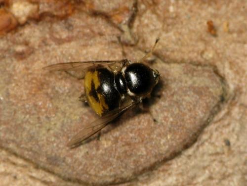 Acrocera orbiculus