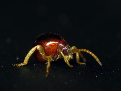 Gibbium sp.