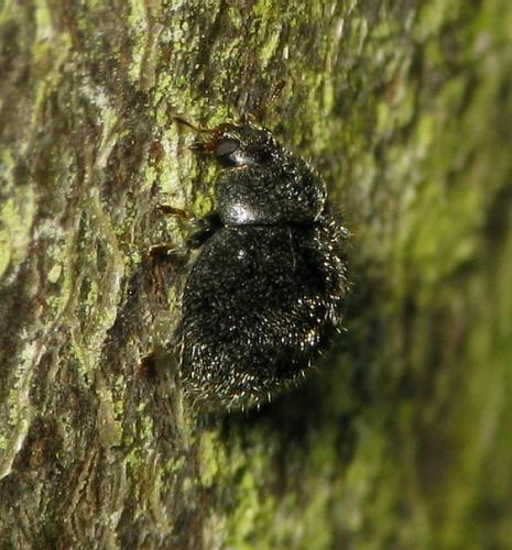 Rhyzobius forestieri