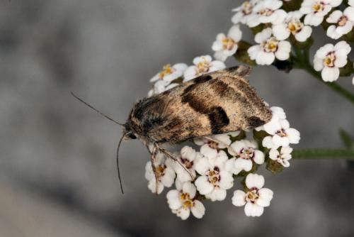 Réf. 35 152 : Heliothis ononis